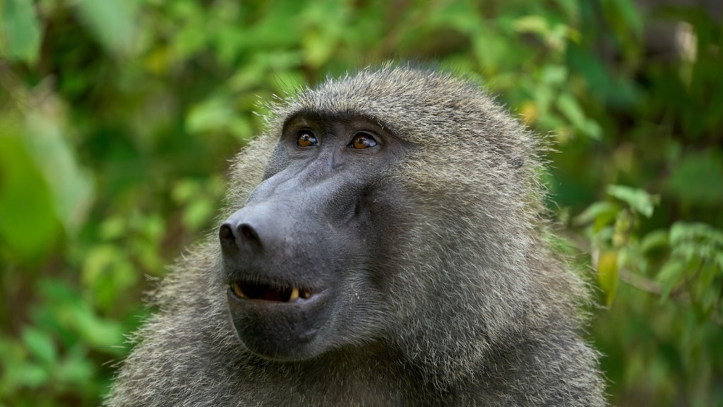 Which Baboon Survived The Tuberculosis Outbreak