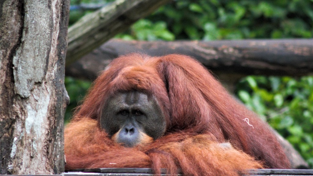 How Much Can An Orangutan Bench Press