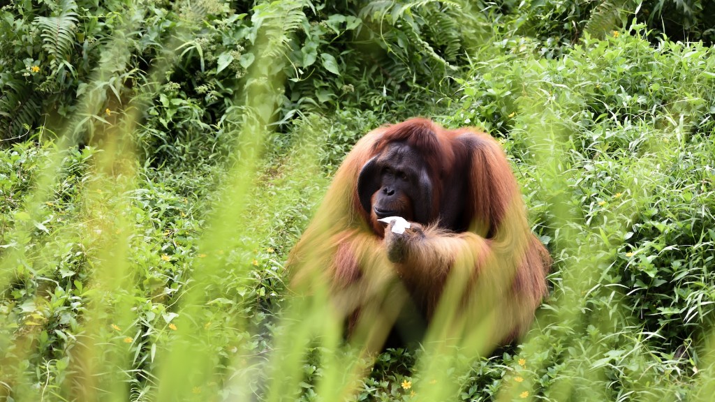 Are Sumatran Orangutan Endangered