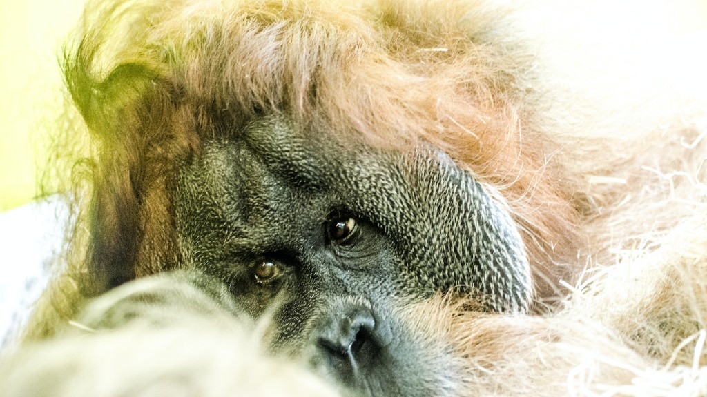 Does The San Antonio Zoo Have An Orangutan