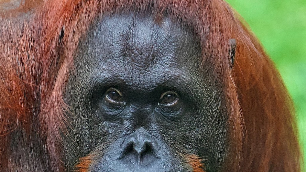 Why Do Sse Use An Orangutan